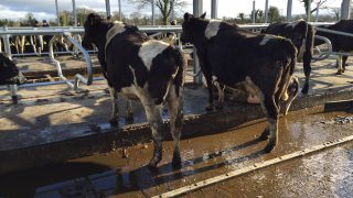 Controlling heifer mastitis on dairy farms