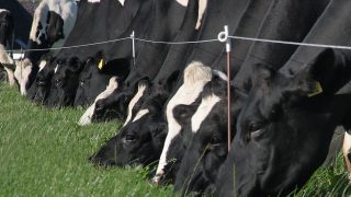 Arla Food Ingredients opens new dairy innovation centre