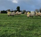 Closing up ground to ensure grass is available for next spring