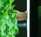 60% of urban dwellers want to grow their own produce