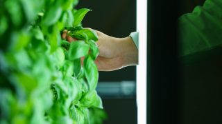 60% of urban dwellers want to grow their own produce
