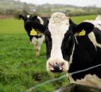 Dairy industry urged to share GHG emissions facts ahead of COP26