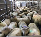 Northern sheep trade: Lamb prices strengthen