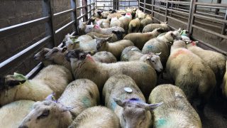 Northern sheep trade: Lamb prices strengthen