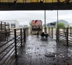 UK sheepmeat exports decline once again