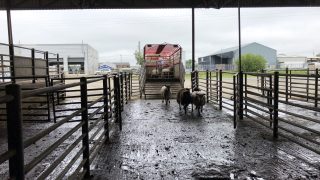 UK sheepmeat exports decline once again