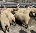 Shortage of lamb imports forecast for the UK Christmas period