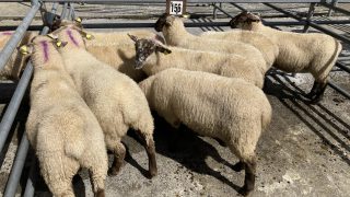 Shortage of lamb imports forecast for the UK Christmas period