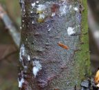 Forestry Commission takes action to combat tree disease