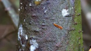 Forestry Commission takes action to combat tree disease