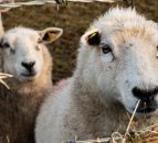 NI farm trials to test willow’s ability to reduce methane emissions