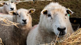 NI farm trials to test willow’s ability to reduce methane emissions