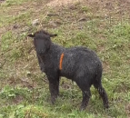 Father and son jailed for 'shocking' animal cruelty on Cornwall farm