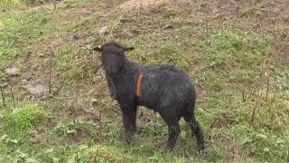 Father and son jailed for ‘shocking’ animal cruelty on Cornwall farm