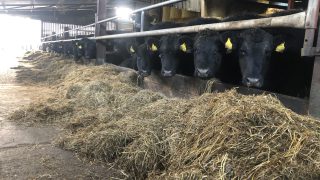 Meeting specifications is key to maximising beef price