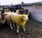 Ram management after breeding