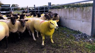 Ram management after breeding