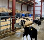 Is your calf housing up to par?