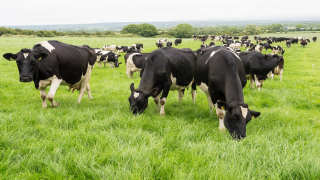 Research: Labour is second highest input cost on Irish dairy farms