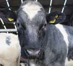 ABP research farm shows that improving genetics reduces carbon emissions