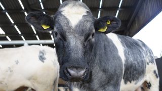 ABP research farm shows that improving genetics reduces carbon emissions