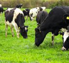 Recruiting and retaining staff fundamental challenge for dairy sector