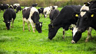 Recruiting and retaining staff fundamental challenge for dairy sector