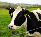 CAFRE highlights the value of carbon calculators
