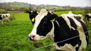 CAFRE highlights the value of carbon calculators