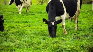 NI farmers have cut carbon intensity of milk by one third – CAFRE webinar