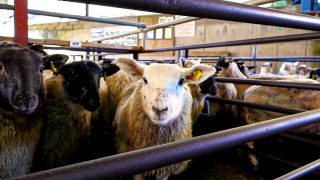Usual ‘peak lamb kill month’ in the UK sees 11% decline