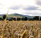Research reveals ‘significant’ insights into genetic makeup of wheat