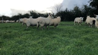 Lamb prices in the north continue to strengthen