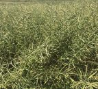 Winter oilseed rape acreage increased by 25%