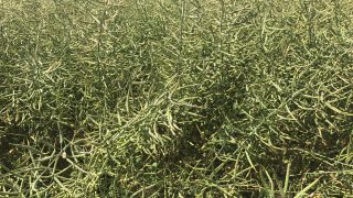 Winter oilseed rape acreage increased by 25%