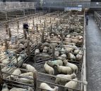 UK sheepmeat exports fall 16% year-on-year for the month of September