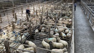 UK sheepmeat exports fall 16% year-on-year for the month of September