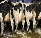 Quality stock remain in demand at autumn dairy sales
