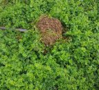 Cover crops: phacelia and oil radish uncovered as soil saviours