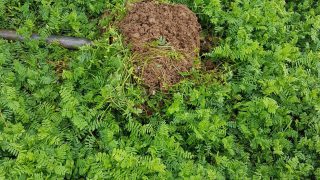 Cover crops: phacelia and oil radish uncovered as soil saviours