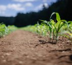 ‘Urgency of strengthening’ agri-food system ‘cannot be stressed enough’