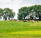 Farmland market values strongest since 2015