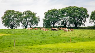 36% of FBS-surveyed farms applied for Covid-19 support