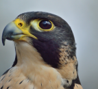 Highly pathogenic bird flu confirmed in wild bird in Ireland