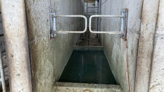 Getting maximum benefit from footbathing your cows