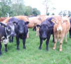 NI beef steering group aims to deliver carbon calculations for farmers