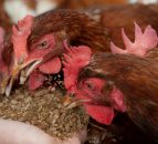 Morrisons to launch carbon neutral eggs in 2022