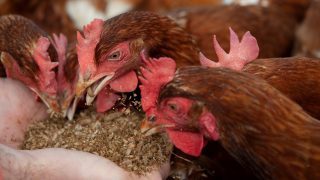 Morrisons to launch carbon neutral eggs in 2022