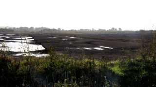 Report: Peatlands could reduce GHG emissions by 800m tonnes per year
