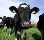 Northern Ireland milk sector outlines decarbonisation efforts